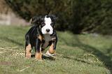 GRAND BOUVIER SUISSE 044